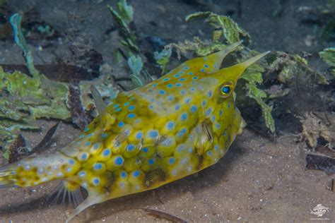 cowhead fish|Longhorn cowfish .